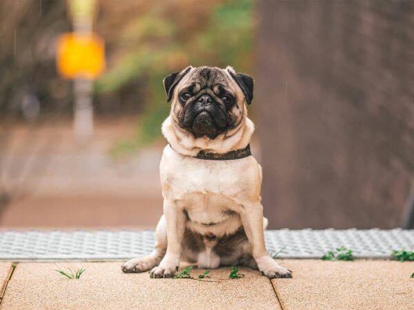 Dog Picture: The Amazing Dog Contortionist