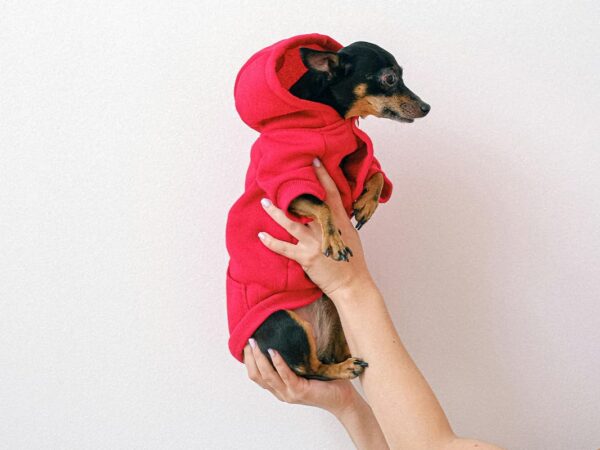 How to Make a Cozy Dog Sweater from a Sock