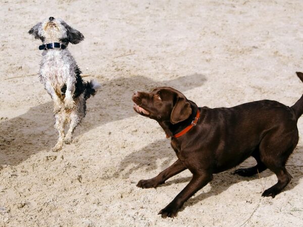 Why Attending a Cat and Dog Show is a Must for Every Pet Lover