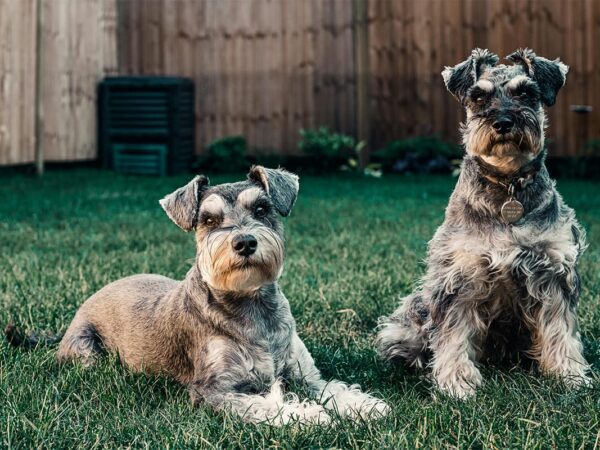 Therapy Dogs Bring Comfort and Healing to Military Personnel in Combat Zones