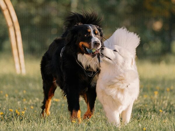 Wal-Mart Quietly Removes Bestro Chicken Jerky Strips After Dog’s Death