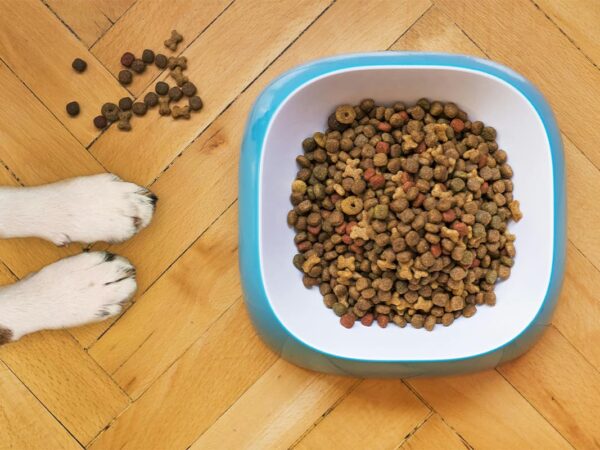 Pet Food Recall Timeline: A Tragic Incident That Shook the Pet Industry