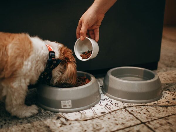 Unconfirmed Reports Suggest Iams Dry Food May Be Linked to Illness in Pets